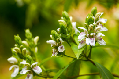 花园里盛开的茂盛鸭嘴花