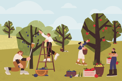 在果园里采摘成熟的果子