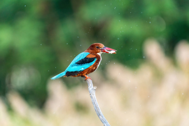 白胸翡翠鸟站在溪流边的枝头上伺机捕鱼