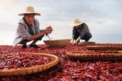 农民晾晒辣椒