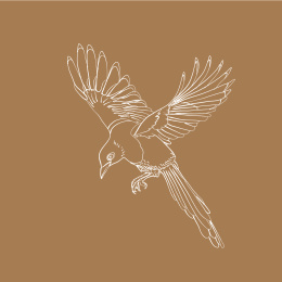 国潮七夕飞鸟喜鹊工笔白描矢量线稿插画