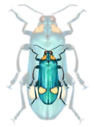 昆虫的插画