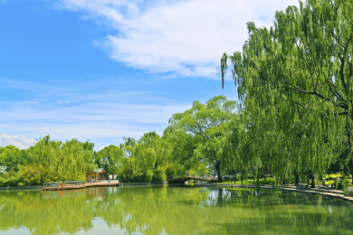中国北京海淀公园夏天的绿
