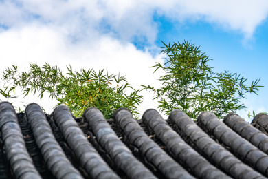 上海嘉定汇龙潭公园江南园林自然建筑景观