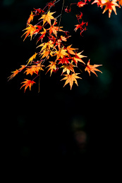 上海闵行体育公园秋色景观