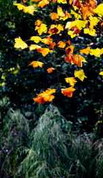 上海闵行体育公园秋色景观