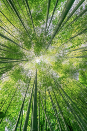 中国无锡惠山的竹子