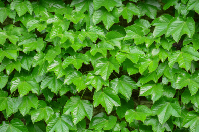 绿色爬山虎爬墙虎