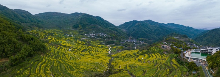 浙江绍兴覆栀山盛开的油菜花