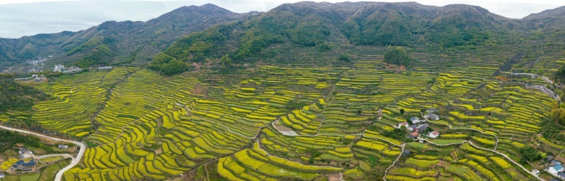 浙江绍兴覆栀山盛开的油菜花