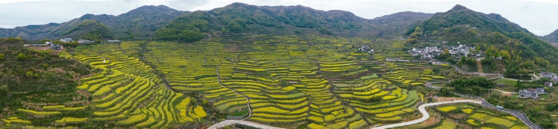 浙江绍兴覆栀山盛开的油菜花