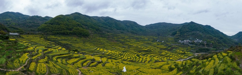 浙江绍兴覆栀山盛开的油菜花