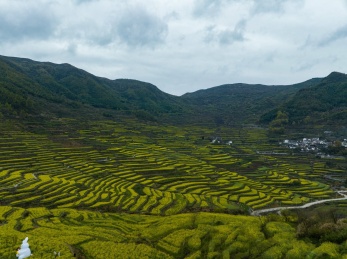 浙江绍兴覆栀山盛开的油菜花