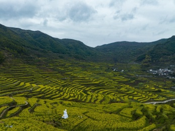 浙江绍兴覆栀山盛开的油菜花