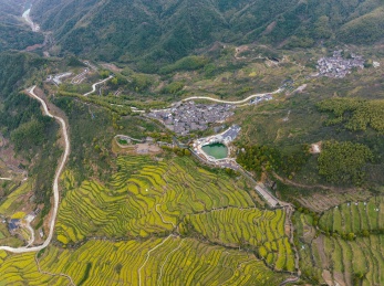 浙江绍兴覆栀山盛开的油菜花