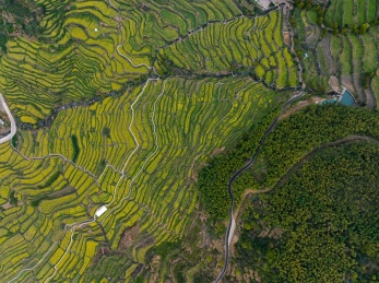 浙江绍兴覆栀山盛开的油菜花
