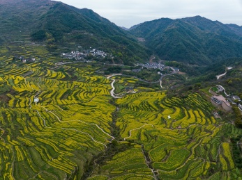 浙江绍兴覆栀山盛开的油菜花