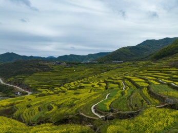 浙江绍兴覆栀山盛开的油菜花