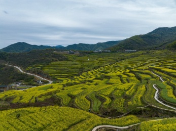 浙江绍兴覆栀山盛开的油菜花