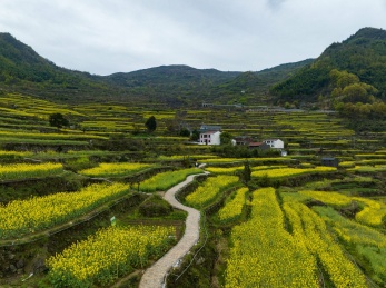 浙江绍兴覆栀山盛开的油菜花