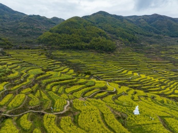 浙江绍兴覆栀山盛开的油菜花