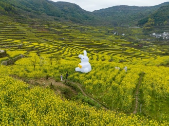 浙江绍兴覆栀山盛开的油菜花