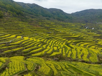 浙江绍兴覆栀山盛开的油菜花
