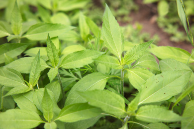 野生鬼子姜生长旺盛