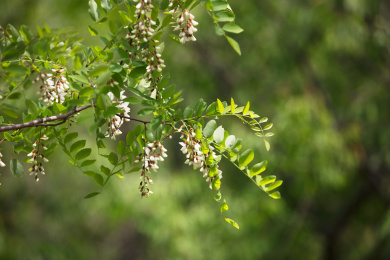春天的刺槐开花
