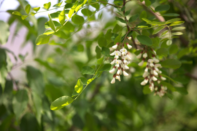 春天的刺槐开花