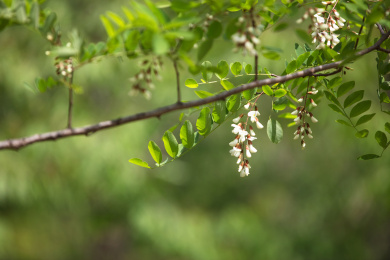 春天的刺槐开花
