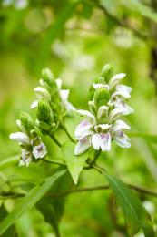 花园里盛开的茂盛鸭嘴花
