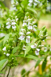 花园里盛开的茂盛鸭嘴花