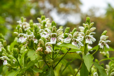 花园里盛开的茂盛鸭嘴花