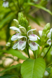 花园里盛开的茂盛鸭嘴花