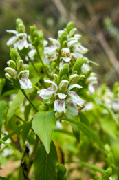 花园里盛开的茂盛鸭嘴花