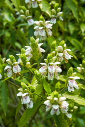 花园里盛开的茂盛鸭嘴花