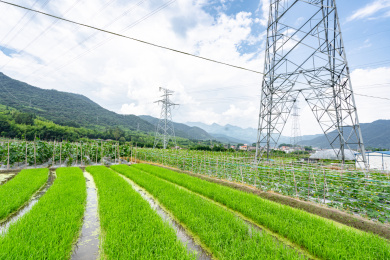 秧田边高大的高压电线塔，福建龙岩