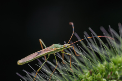 狗尾巴草上的稻缘蝽属昆虫微距