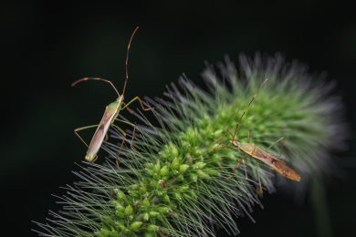 狗尾巴草上的稻缘蝽属昆虫微距
