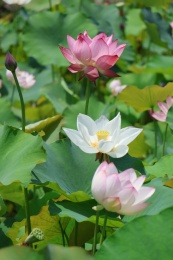 四川通江夏日荷韵