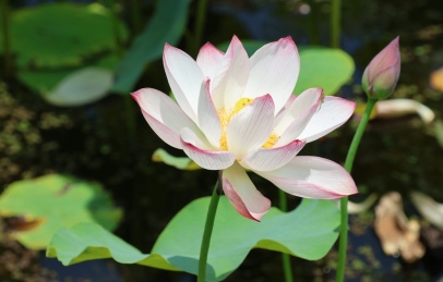 四川通江夏日荷韵