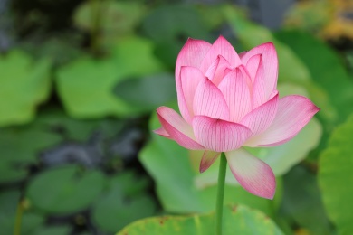 四川通江夏日荷韵