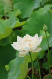 四川通江夏日荷韵