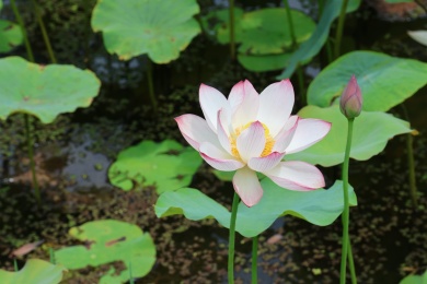 四川通江夏日荷韵