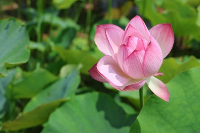 四川通江夏日荷韵
