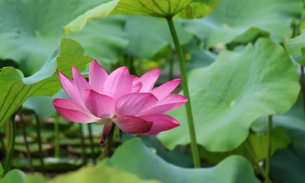 四川通江夏日荷韵