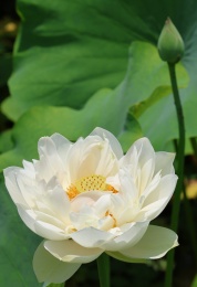 四川通江夏日荷韵