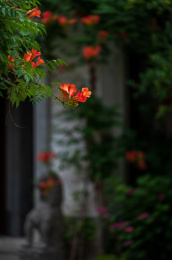 南京大板巷盛开的凌霄花