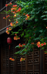 南京大板巷盛开的凌霄花